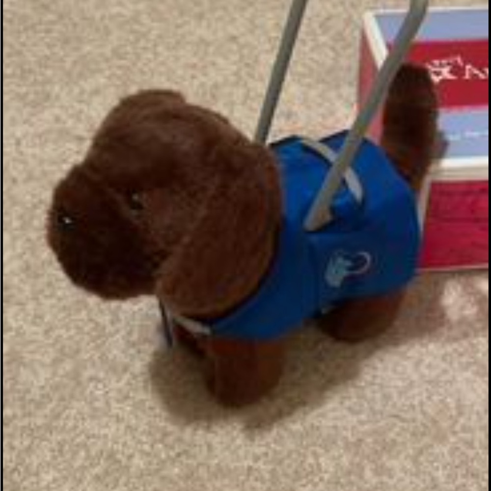 American Girl chocolate lab with service vest
